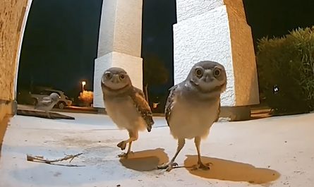 Owls Show Up On A Porch After That Realize They're Being Watched