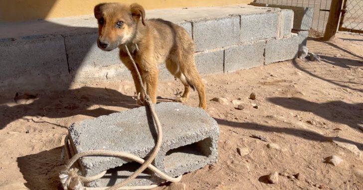 Owners Complained That Their Puppy Was Too Skinny Would Escape Off His Rope