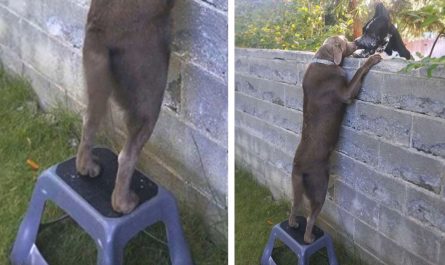 Owners Get Dog A Step Stool So He Can See His Gentle Giant Neighbors