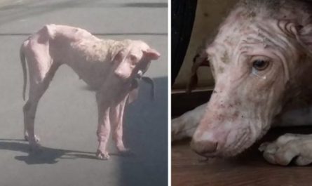 Pink Dog Seen Walking The Streets, However No One Can Touch Her