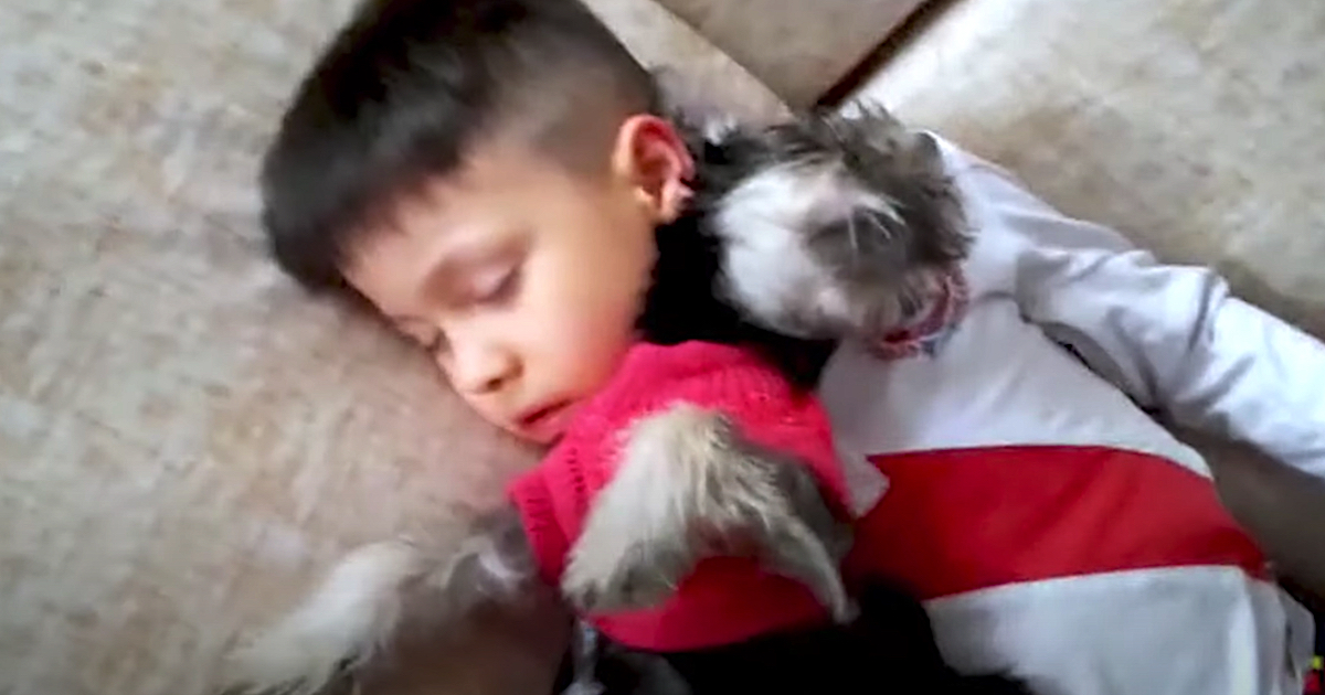 Playtime In Between A Little Kid And His New Dog Comes To A Lovable End