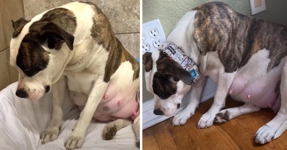 Pregnant Pittie Wouldn't Look Her Foster In The Eye, Kept Her Pups In