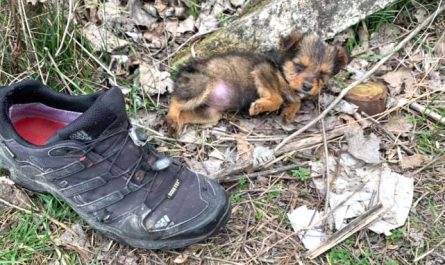 Pup Thrown Out With Garbage Takes To An Old Shoe For Comfort
