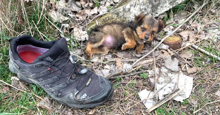 Pup Thrown Out With Garbage Takes To An Old Shoe For Comfort