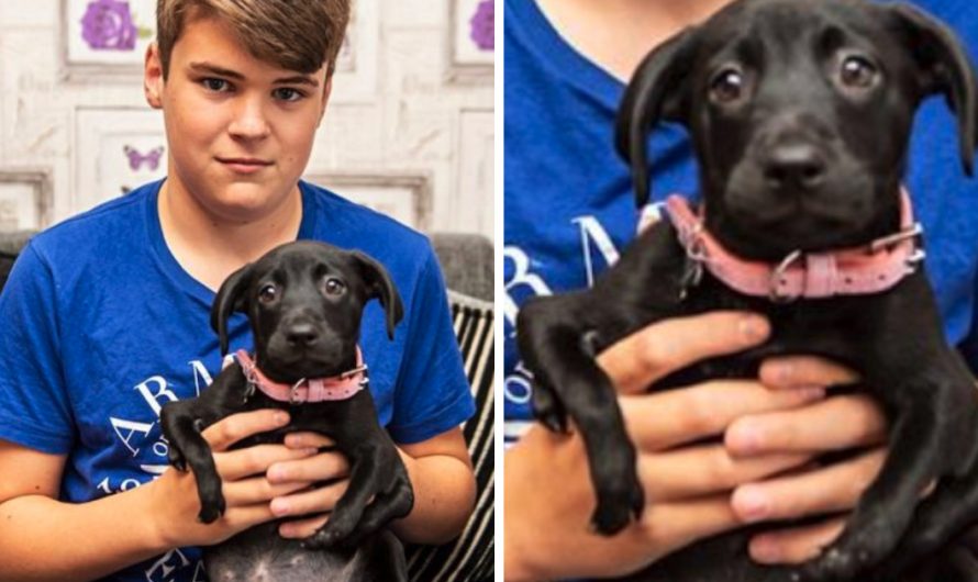 Puppy Born With 6 Legs Adopted By Boy Who Knows Bullying All Too Well