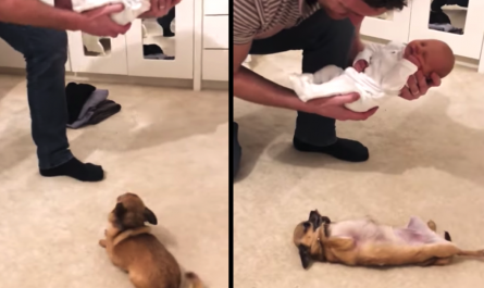 Puppy Waits 9 Long Months For Baby Brother, Lastly Gets To Meet Him