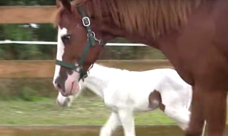 Rare Child Horse Makes Her Way Outside For The Very First Time