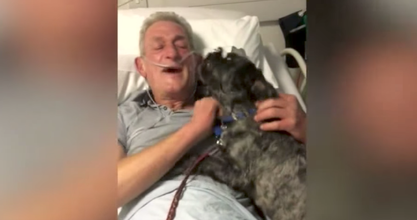 Rescue dog miraculously brings his owner out of a coma