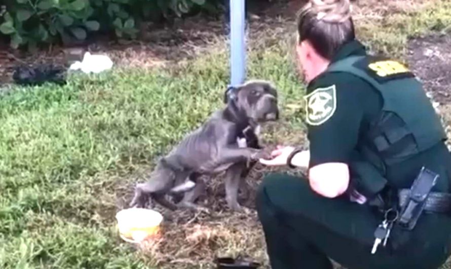 Skinny Dog Left Tied To A Pole Puts His Paw Out To Cop Who’s Saving Him