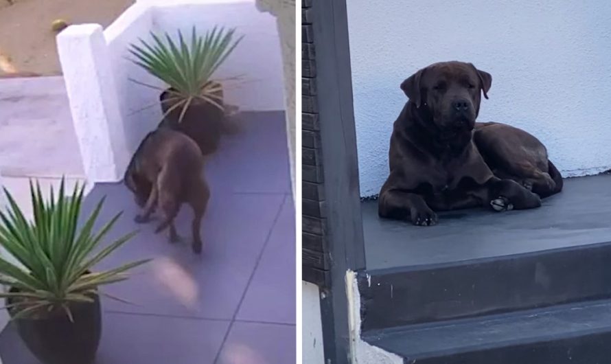 Stray Dog Kept Appearing On A Lady’s Security Cam As If He Knew She Could Help