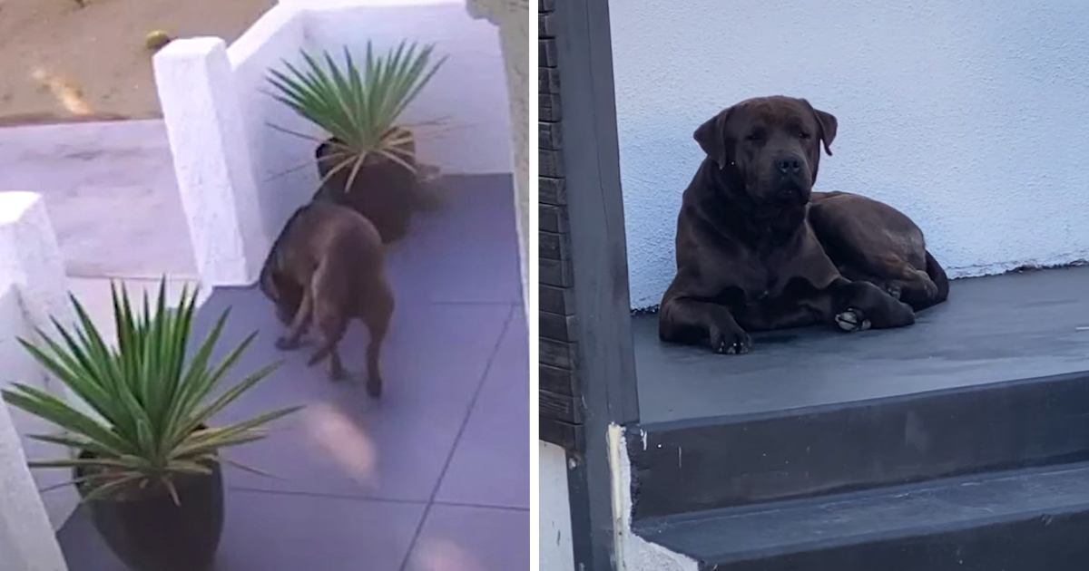 Stray Dog Kept Appearing On A Lady's Security Cam As If He Knew She Could Help