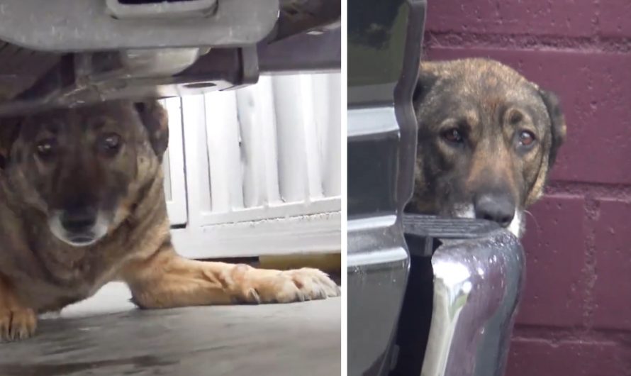 Stray German Shepherd Cried Out On The Street Not Knowing What Was Following