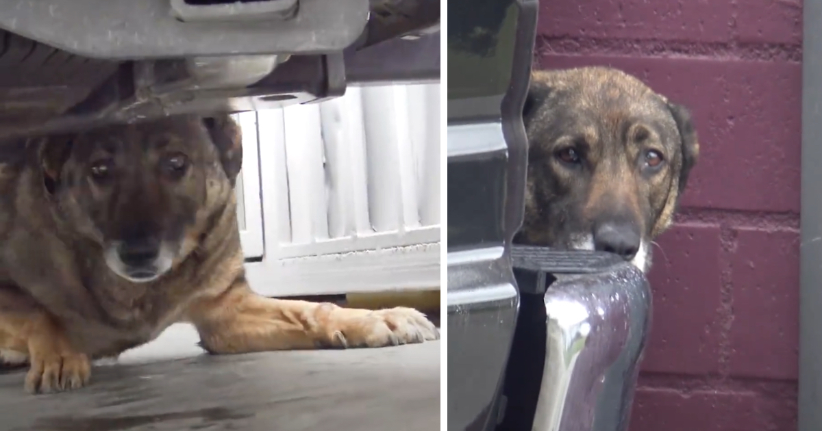 Stray German Shepherd Cried Out On The Street Not Knowing What Was Following