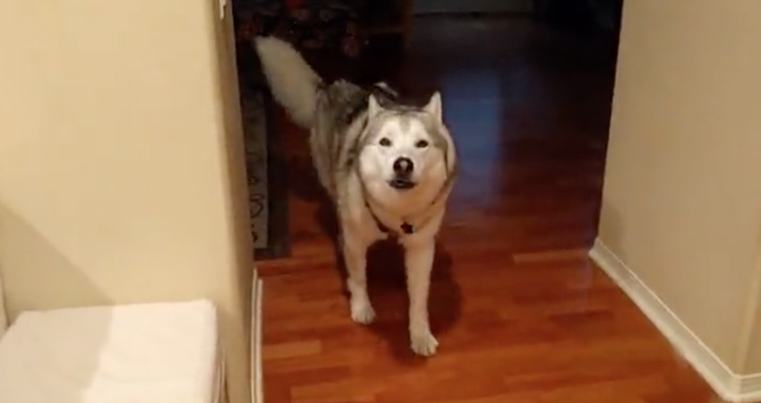 Stubborn Husky constantly has to have the last word