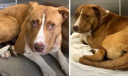 Terrified Dog Who Rested Shaking In The Shelter Simply Needed His Outlet In Life