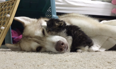 The foster kitty was scared her first night in the house, yet then she met the dog