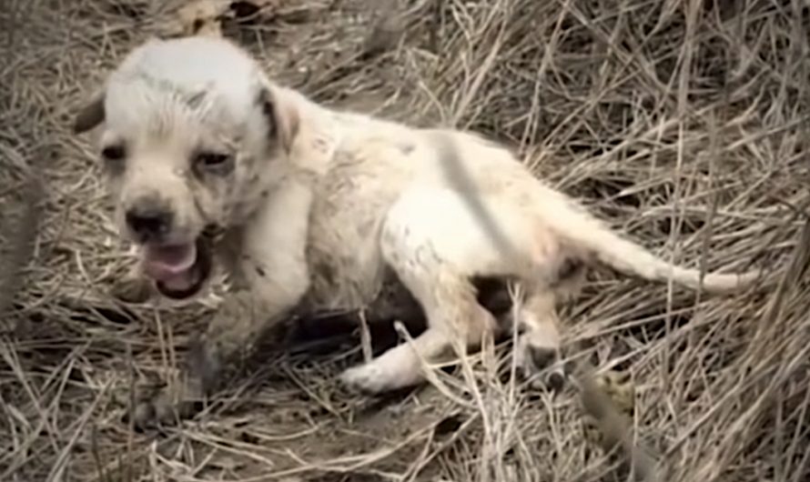 Tiny Puppy Abandoned In A Field All Alone Feels Love For The First Time