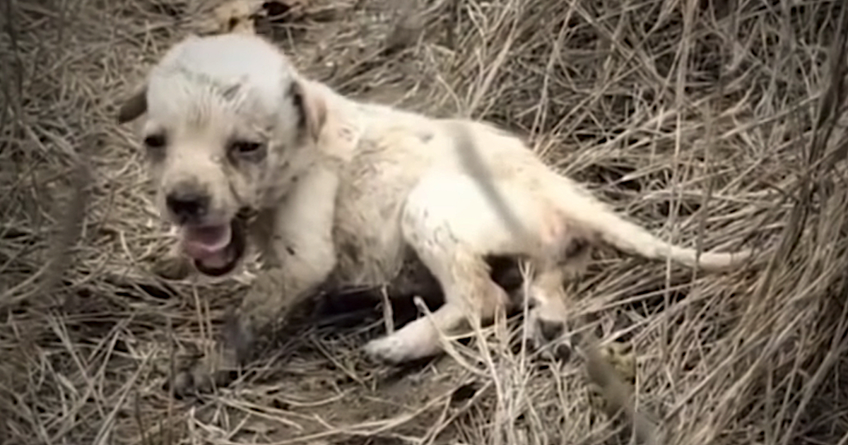 Tiny Puppy Abandoned In A Field All Alone Feels Love For The First Time