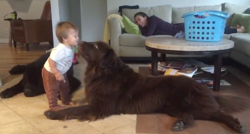 Toddler Leans In For A Kiss From The Dog, Obtains A Little More Than He Planned on