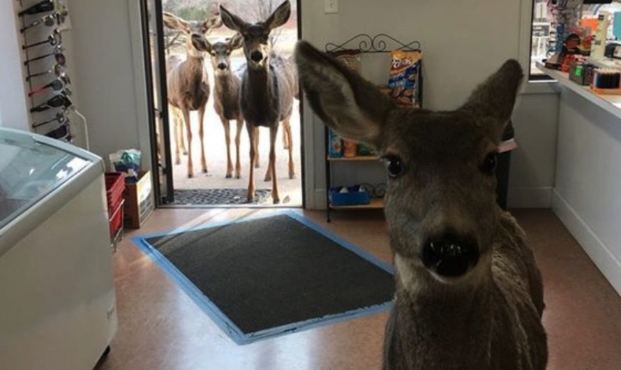 Wild Deer Wanders Into Shop, Returns Later To Introduce Her Kids