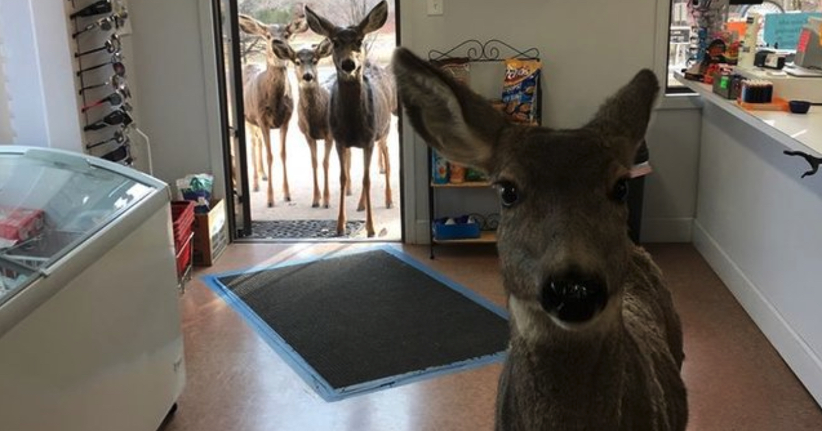 Wild Deer Wanders Into Shop, Returns Later To Introduce Her Kids