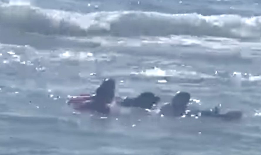 Young Girl Was Struggling In The Waves When 2 Dogs Pursued Rescue