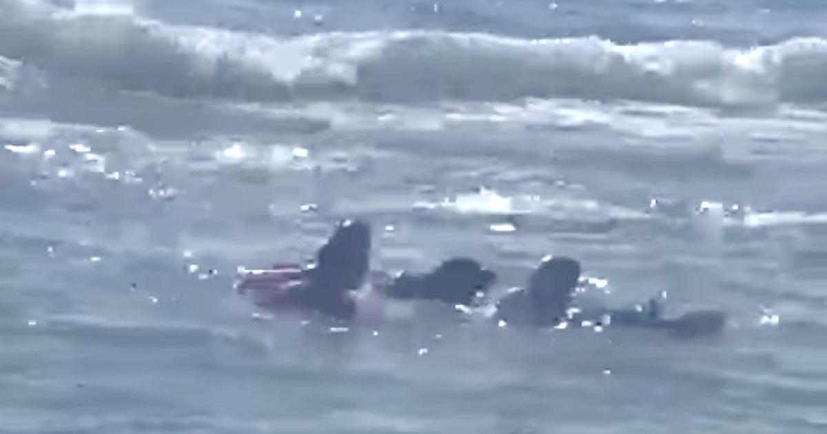 Young Girl Was Struggling In The Waves When 2 Dogs Pursued Rescue
