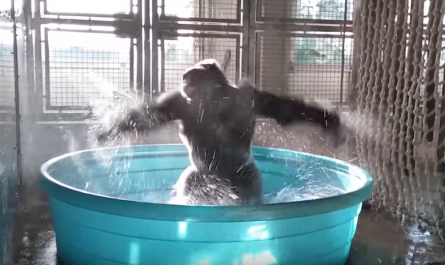 Spunky gorilla doesn’t hold back when he steps in the swimming pool