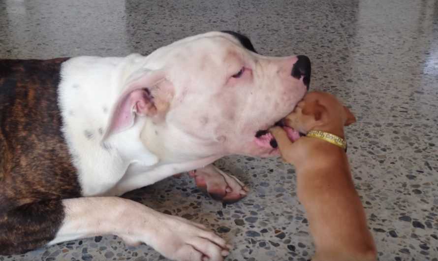 Tiny Chihuahua Picks A Fight He Can’t Win, Yet Big Brother Is The Gentlest Giant