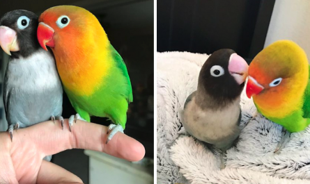 Two Extremely Different Looking Parrots Just Had Babies, And The Pictures Are In
