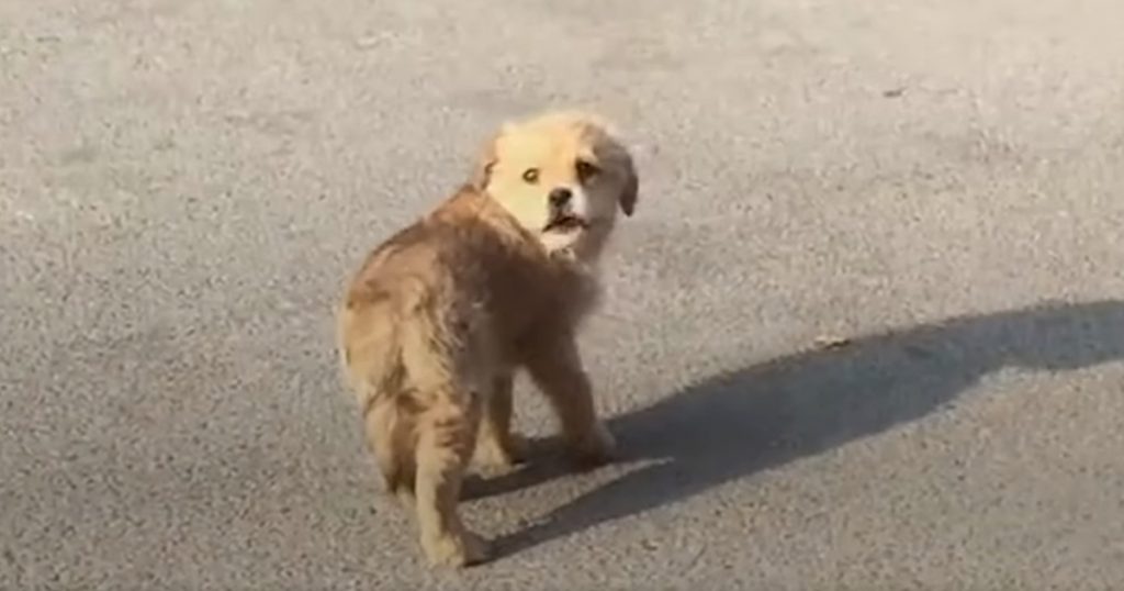 A Lost Lonely Puppy Wandered A Busy Market Looking For A Person To Take ...