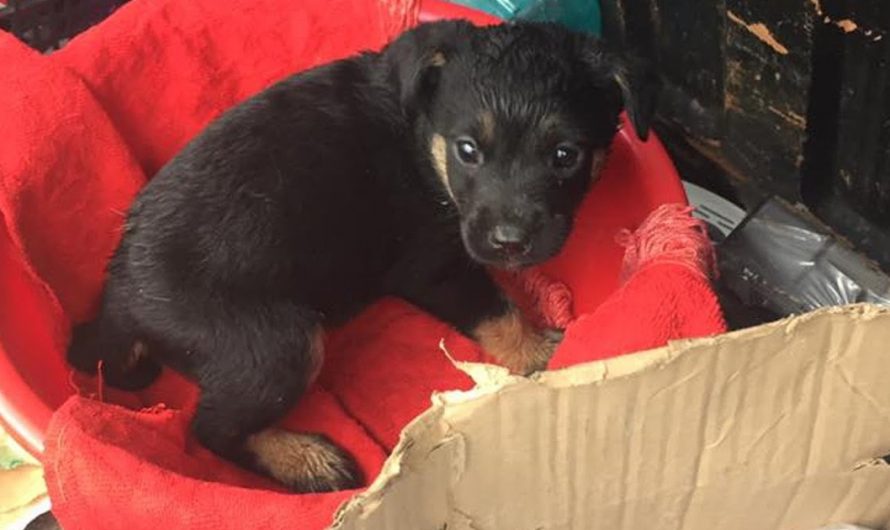 A Pup Was Left Outside In The Rain For Doing Nothing Bad