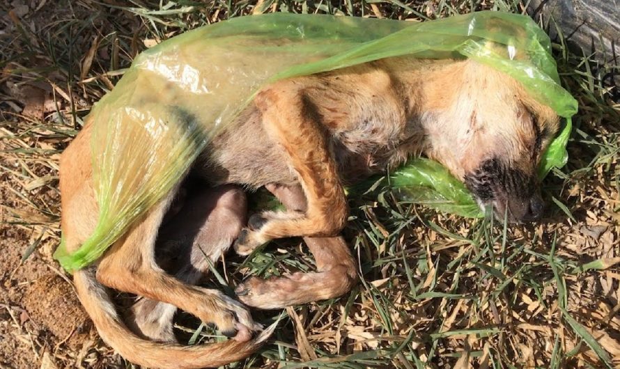 Abandoned Dog Found In A Plastic Bag Having A Hard Time In The Sun