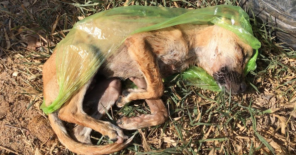 Abandoned Dog Found In A Plastic Bag Having A Hard Time In The Sun