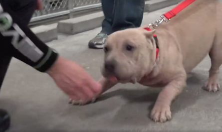 Abused Pit Bull Takes Her Freedom Walk Out Of The Sanctuary
