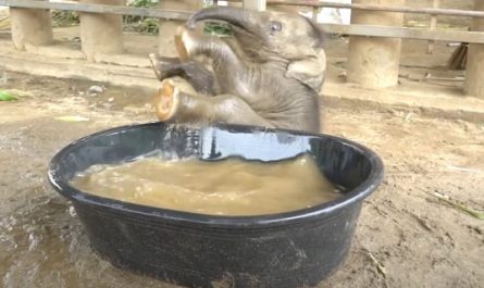 Baby Elephant Takes To The Tub For Her First Bath