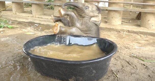 Baby Elephant Takes To The Tub For Her First Bath