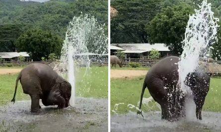Baby Elephant Uses Broken Water Pipe As Her Own Personal Sprinkler