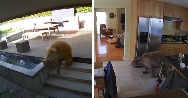 Bear Wanders Into Family’s House Just before The Tiny Guard Dogs Can Catch On