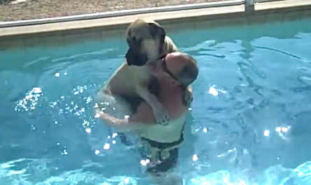 Big dog's scared of the water, but daddy lends a helping hand for Sampson