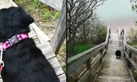 Black Labrador Gears Up For A Jump Off The Staircase And Splash Into The Ocean