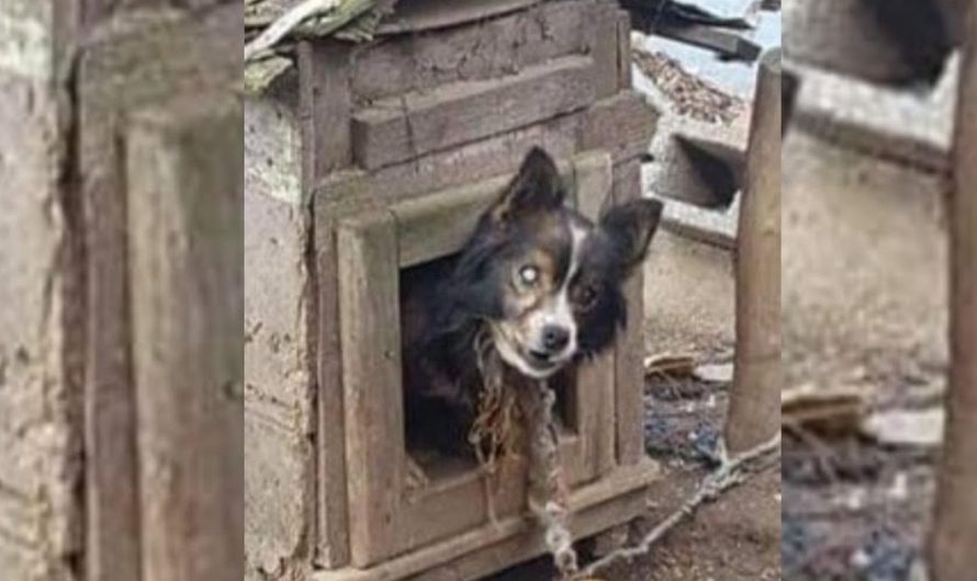 Blind Dog Chained In This Jail For 13 Years Gets A Second Chance At Life