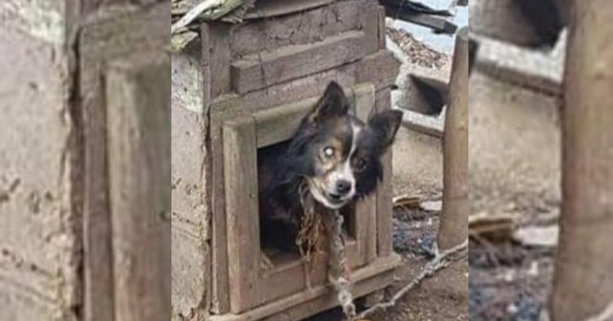 Blind Dog Chained In This Jail For 13 Years Gets A Second Chance At Life