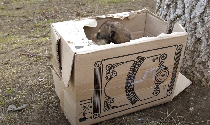 Box Found On The Side Of The Street With Some Innocent Puppies Inside