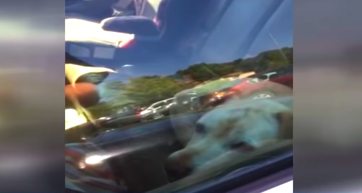 Cops React To Call And Save 2 Dogs Locked Inside 150 Degree Vehicles