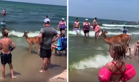 Deer Appears Of The Woods To Enjoy A Day At The Beach