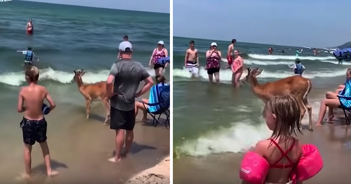 Deer Appears Of The Woods To Enjoy A Day At The Beach