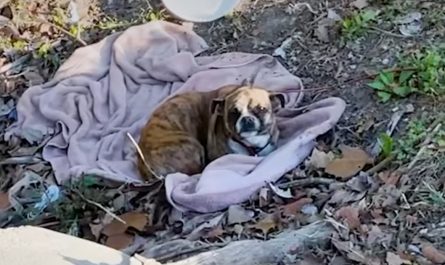 Dog Found Shaking In A Ditch On A Blanket Had actually Existed All Night