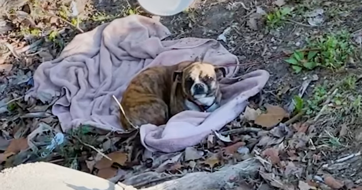 Dog Found Shaking In A Ditch On A Blanket Had actually Existed All Night