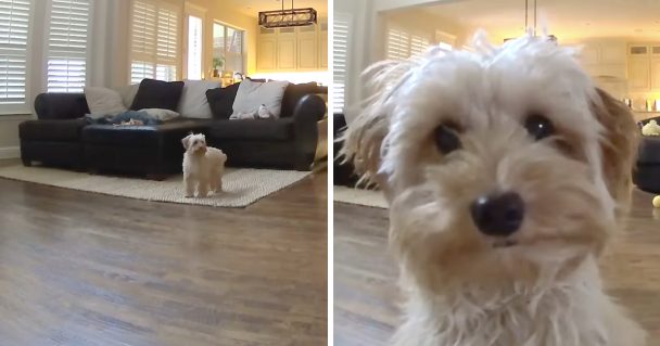 Dog Left Home Alone Finds Where She's Being Watched From